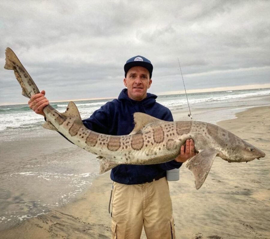 leopard shark fishing from the beach