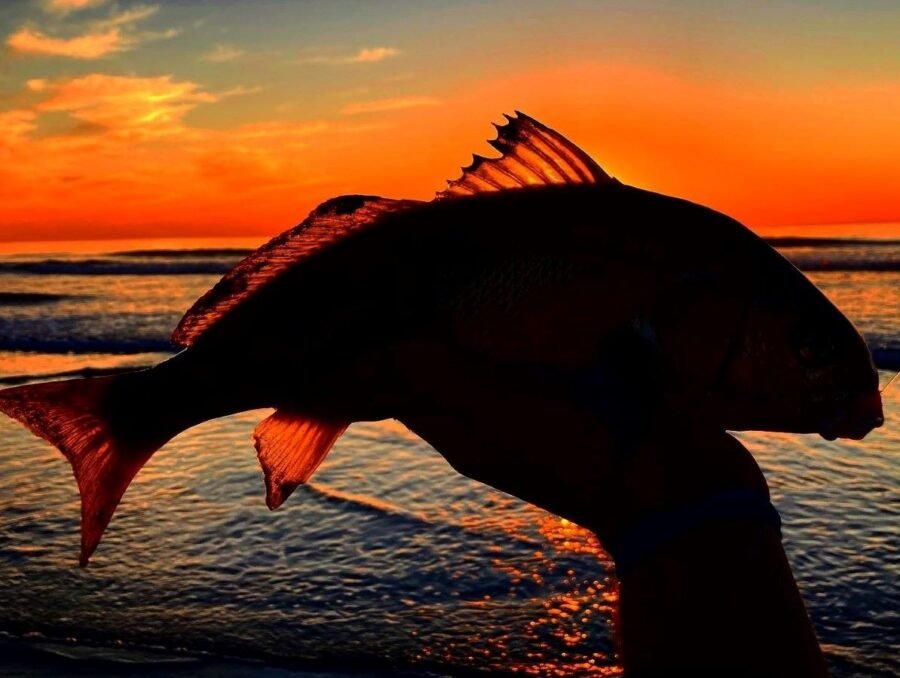 spotfin croaker fall surf fishing in October