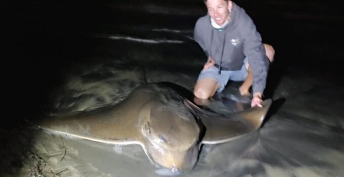 bat ray record size - biggest batray fishing