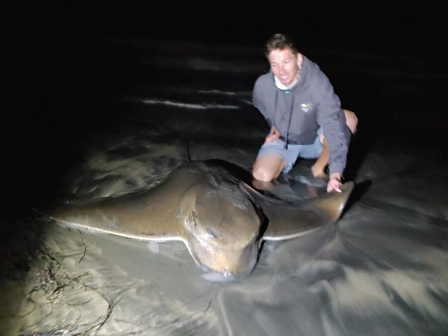 bat ray record size - biggest batray fishing