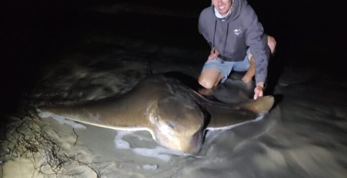 bat ray fishing from the beach