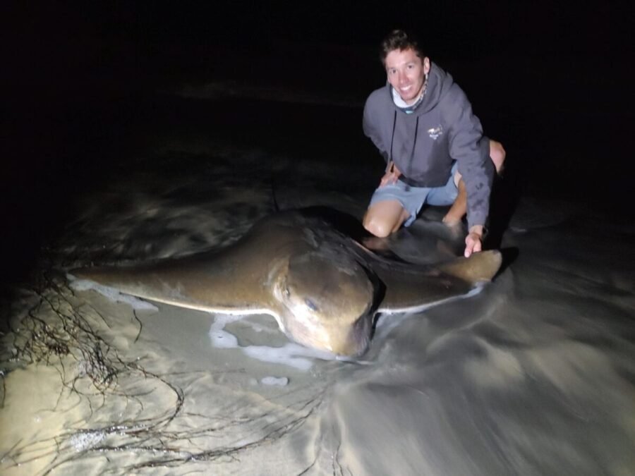 bat ray fishing from the beach