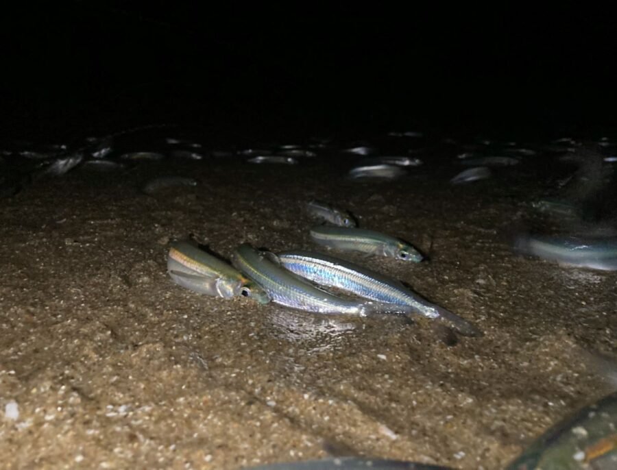 grunion run 2025