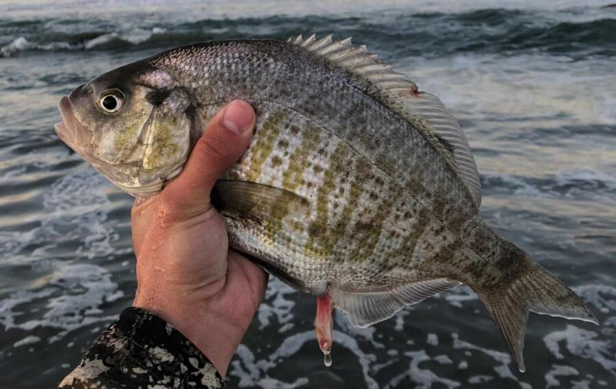 surfperch fishing with clams for surf fishing bait