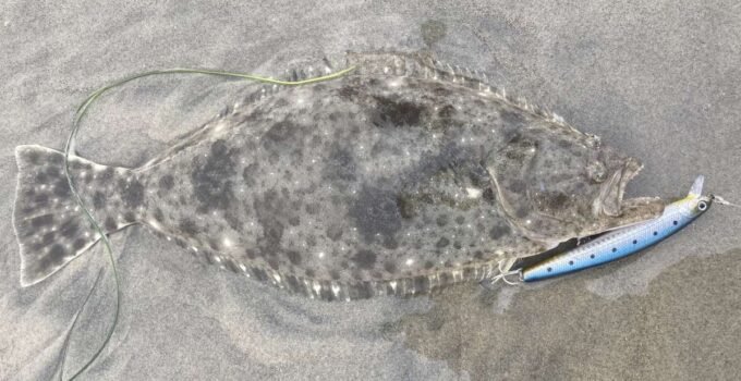 halibut caught on jerkbait