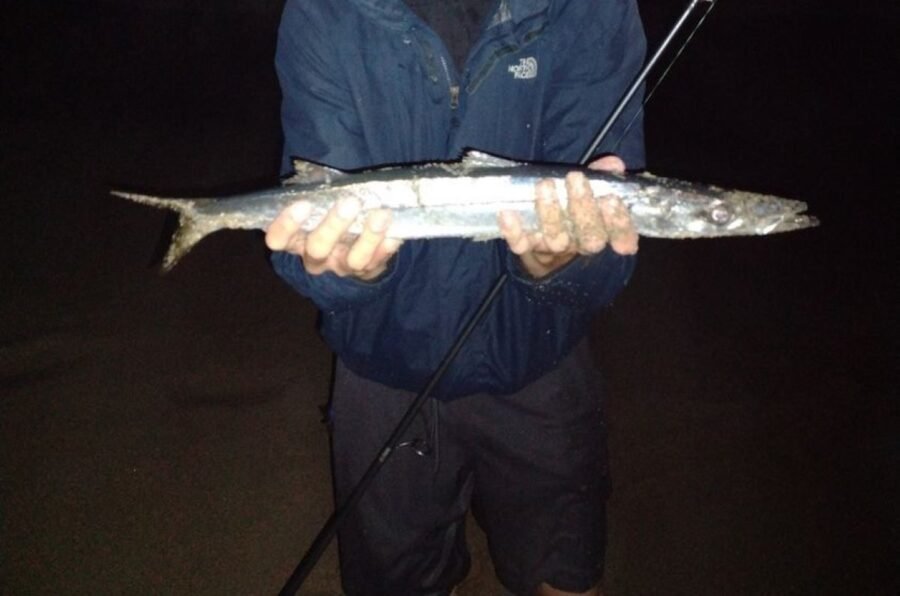 barracuda caught from shore surf fishing during a grunion run