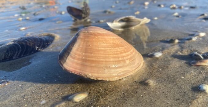 pismo clam for surf fishing bait