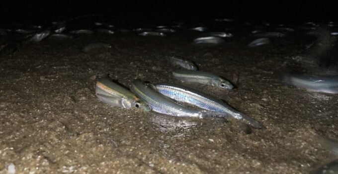 fishing in a grunion run