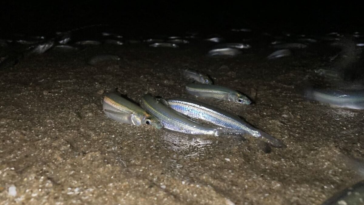 fishing in a grunion run