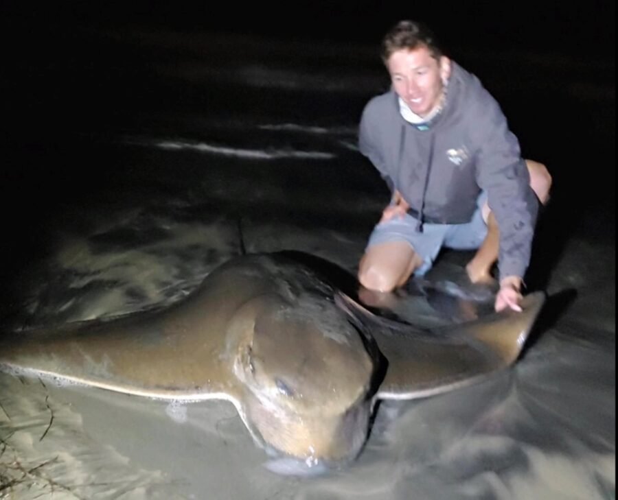 bat ray fishing during a grunion run