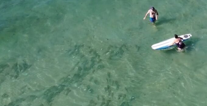 huge school of fish at the beach