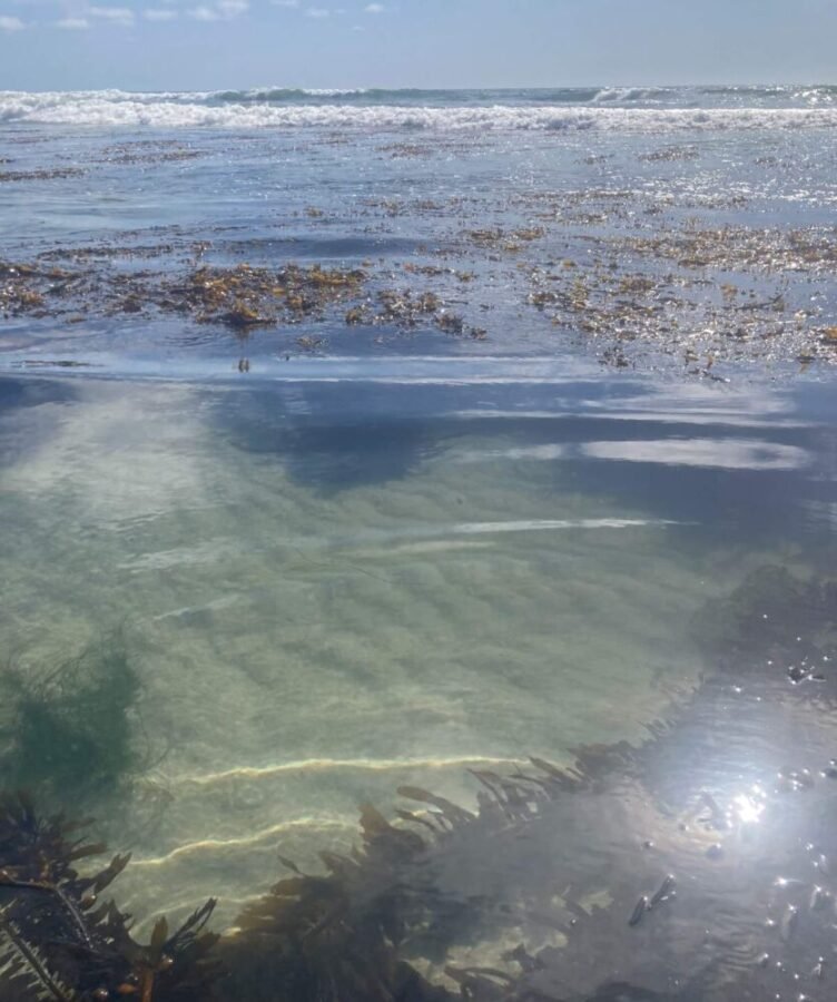 sandy patch between reef and kelp at beach