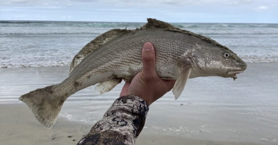 corbina sight fishing