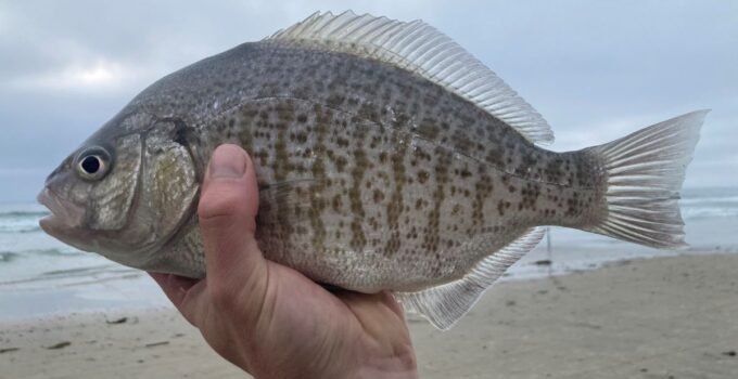 barred surfperch fish