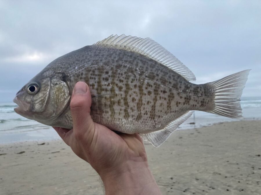 barred surfperch fish