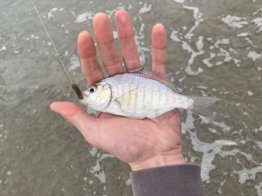 small surfperch caught using gulp sand worm