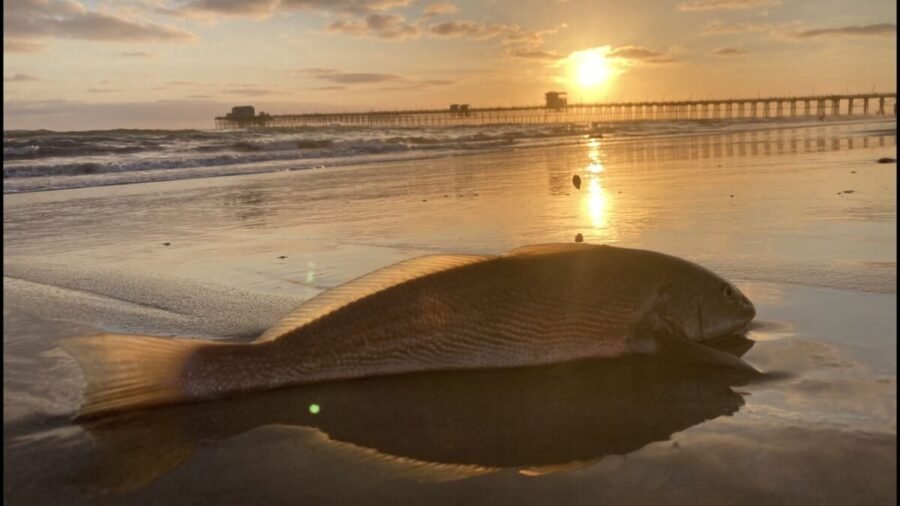 surf fishing in San Diego