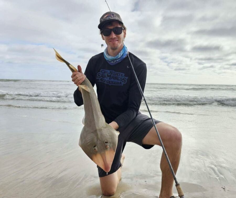 guitarfish surf fishing in June