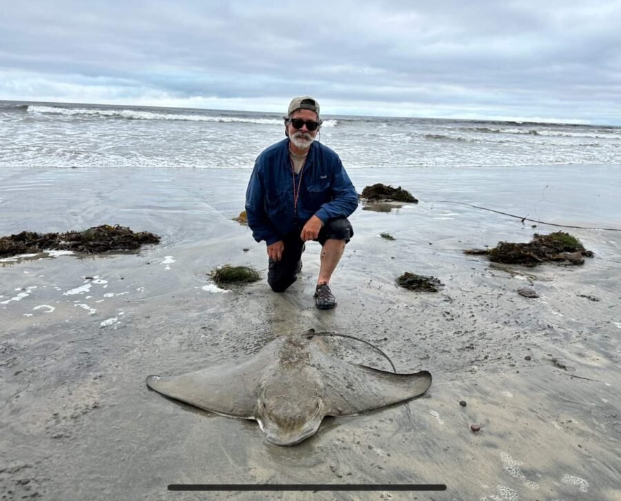 bat ray fishing