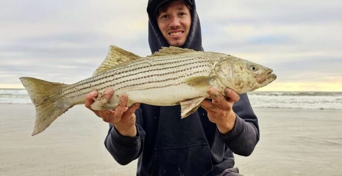 striped bass surf fishing