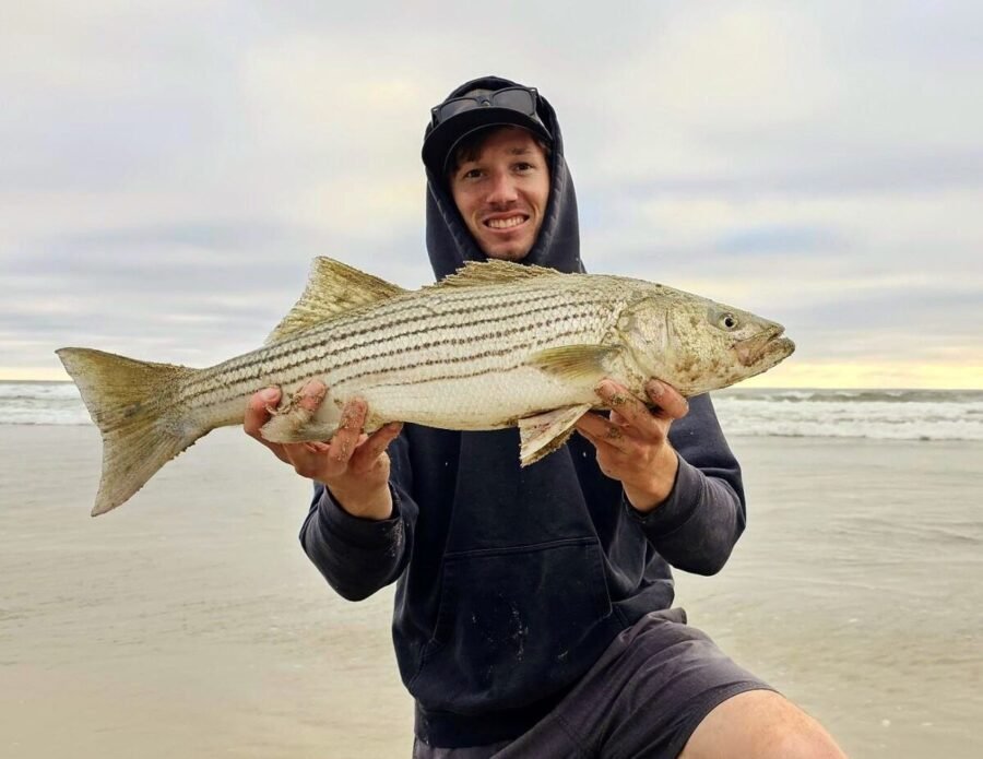 striped bass surf fishing