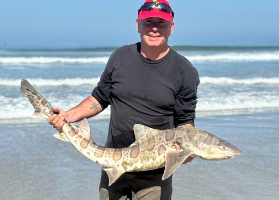 leopard shark fishing