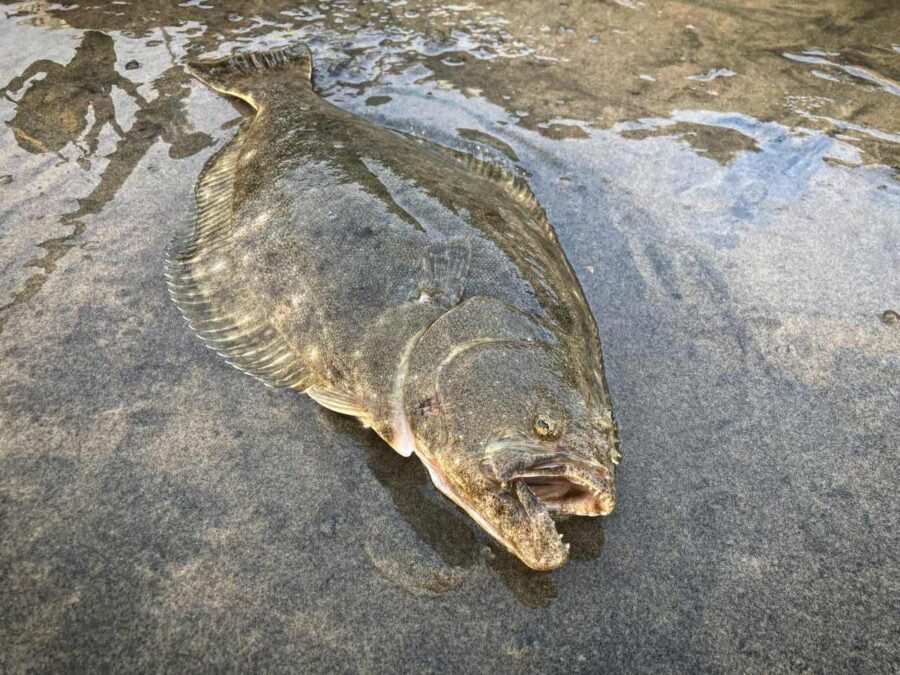 halibut surf fishing