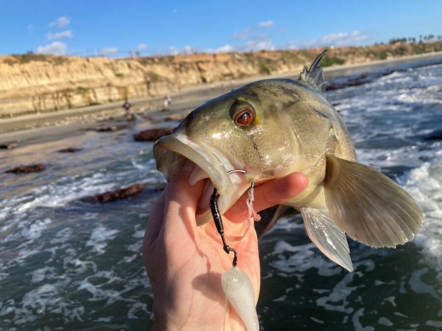 carlsbad surf fishing