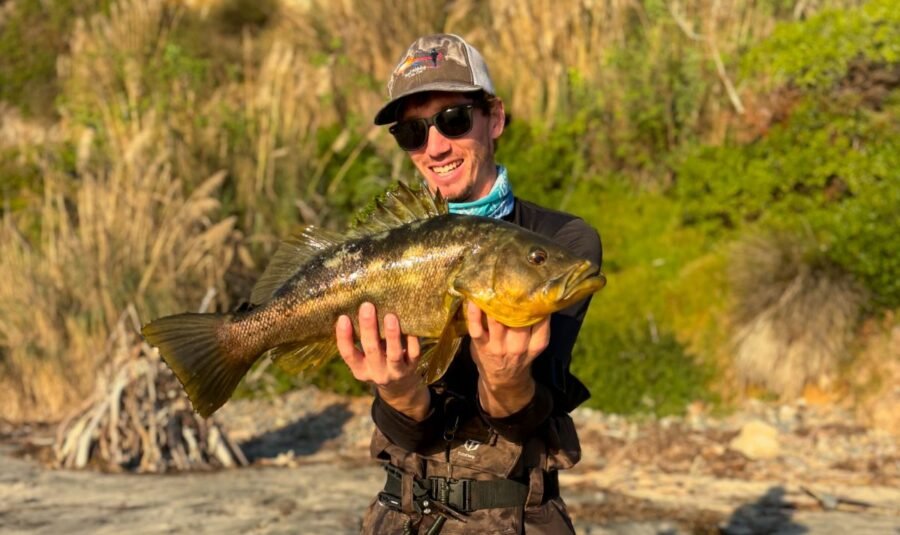 calico bass shore fishing