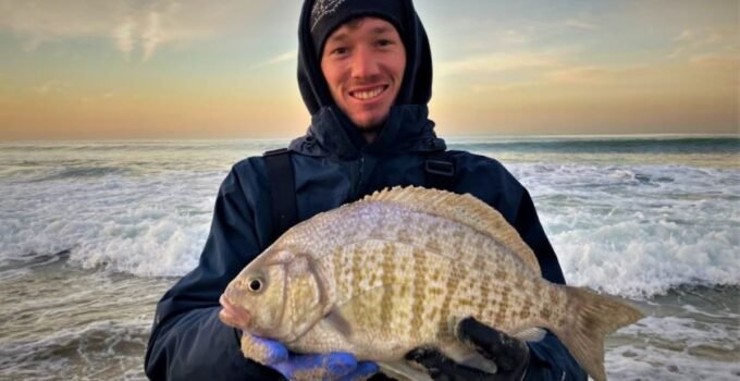 surf perch fishing