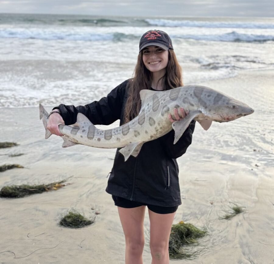 leopard shark fishing san diego