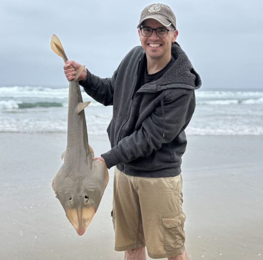 shovelnose guitarfish