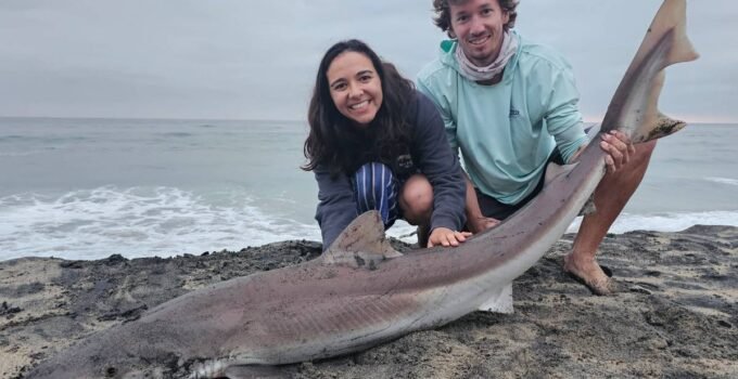 soupfin shark fishing - June surf fishing report
