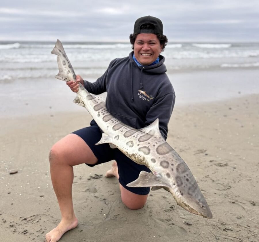 leopard shark surf fishing in August