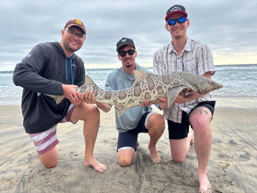 leopard shark