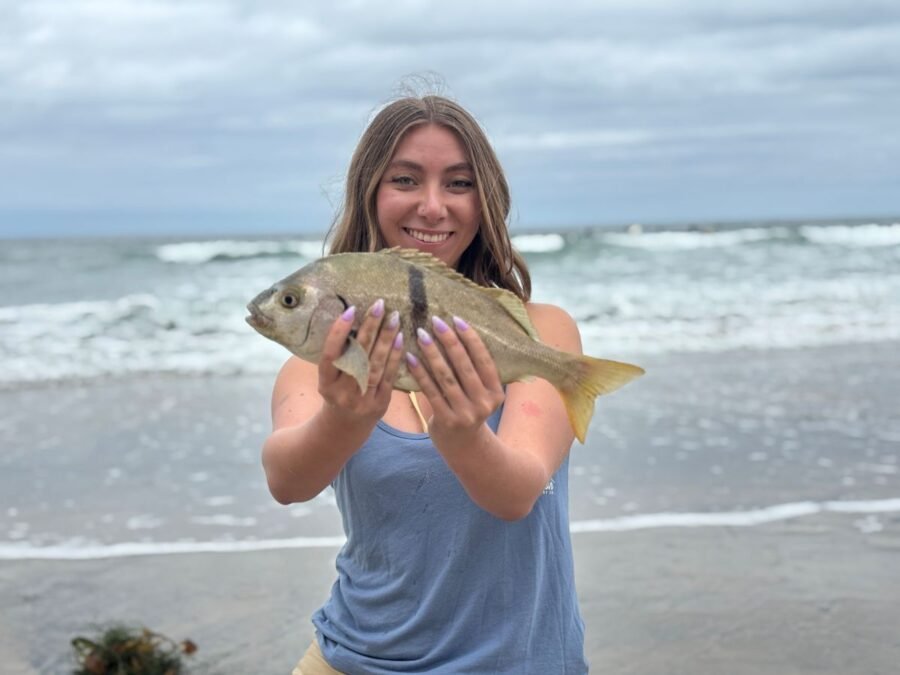 sargo fish