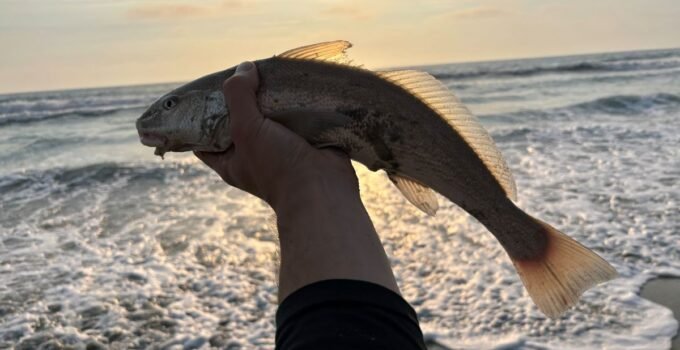 corbina fishing in september