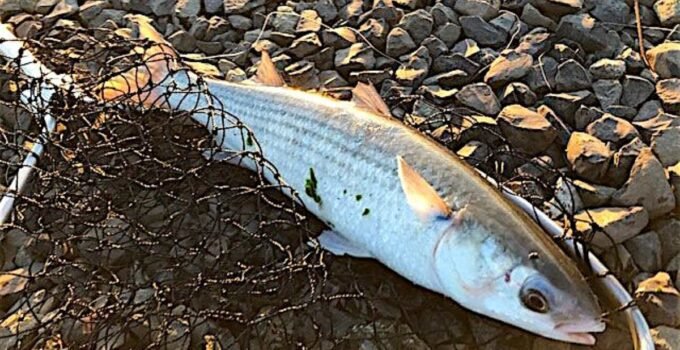 striped mullet fish in so cal
