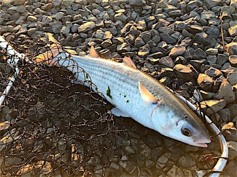 striped mullet fish in so cal