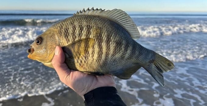 black surf perch - surf fishing report