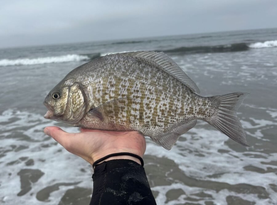 surf fishing report