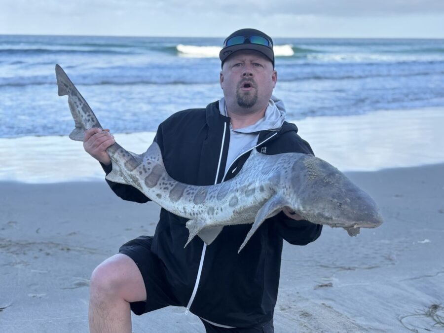 leopard shark surf fishing in may