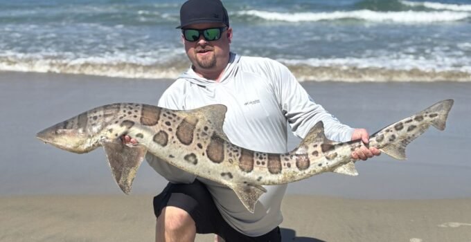 Surf fishing for leopard sharks - May surf fishing report