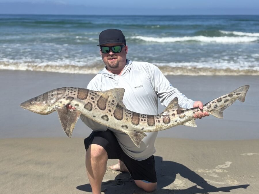 Surf fishing for leopard sharks - May surf fishing report
