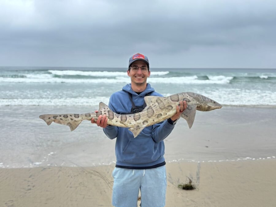 may surf fishing report - leopard shark fishing