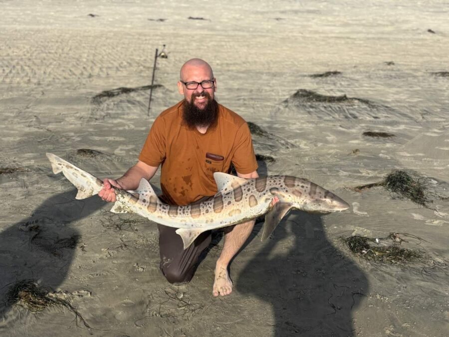 leopard shark fishing