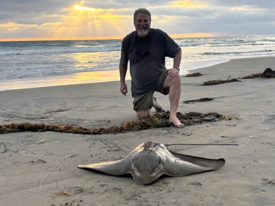 bat ray surf fishing