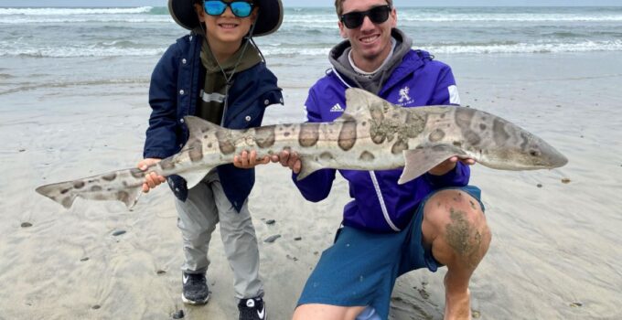 shark fishing