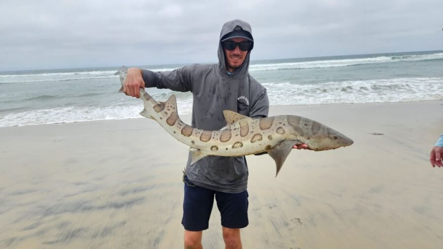 nick heid leopard shark fishing