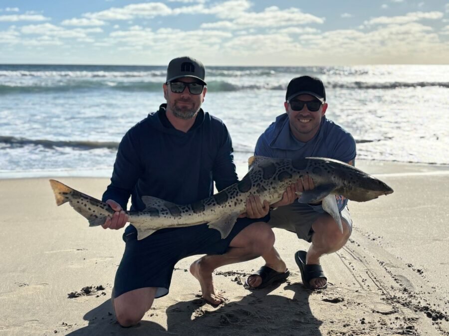 shore fishing for leopard sharks